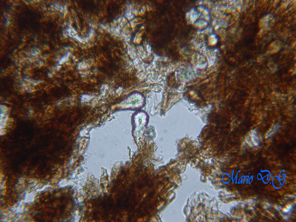 Da determinare (Peniophora limitata)